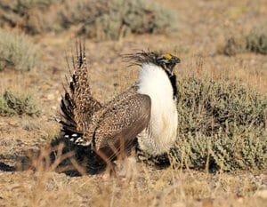 Upper Green River Basin Sage-Grouse Meeting Set for May 19th in Pinedale