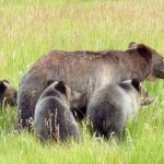 Grizzly and Cubs Spotted in South Park