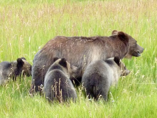 Grizzly and Cubs Spotted in South Park