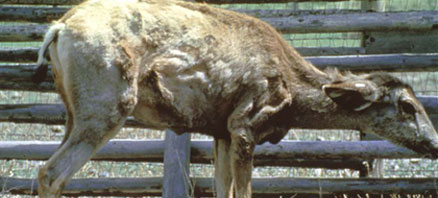 chronic wasting disease