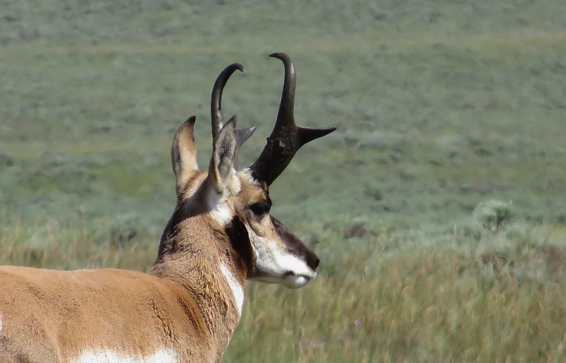 Wyoming Hunters Face June 2nd Deadline for Elk, Deer, and Antelope Applications