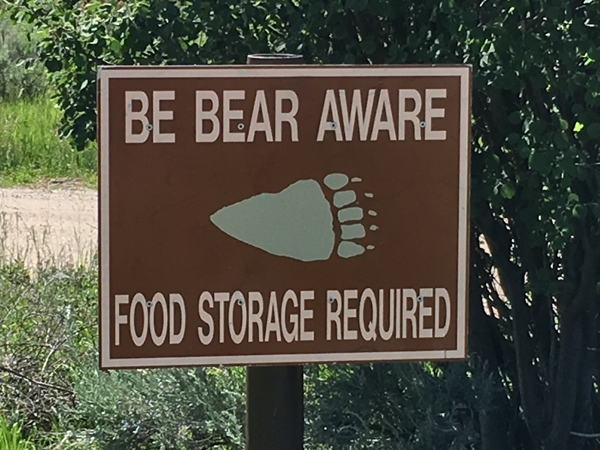 Grizzly Bear Attack