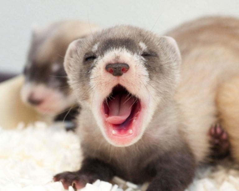 photo:blackfootedferret.org