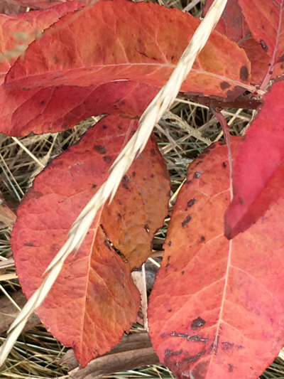 Fall Leaves