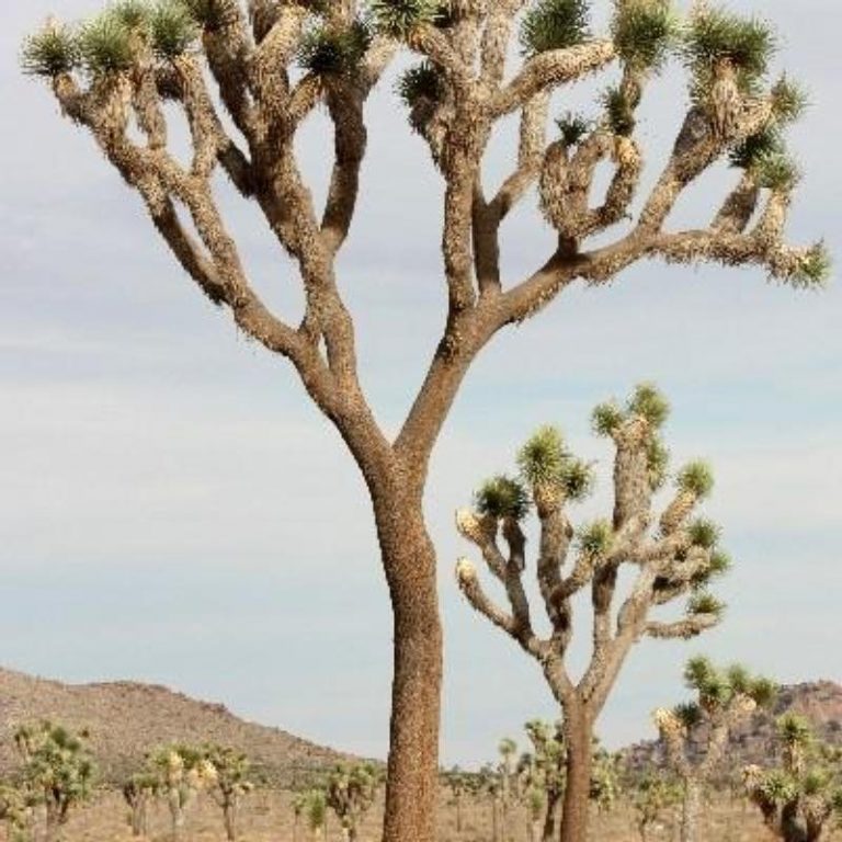 Credit: NPS Photo by Robb Hannawacker