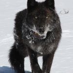 Wyoming wolf