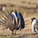 Sage grouse tNational Park