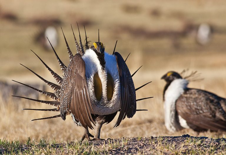Sage grouse tNational Park