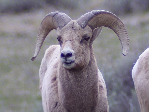Bighorns Get Collared