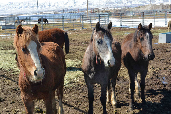 Wild Horses