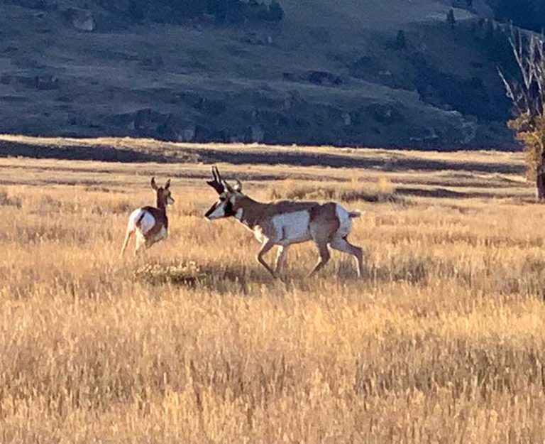 Pronghorn