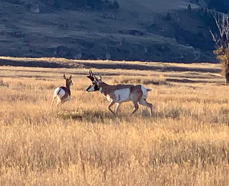 Pronghorn