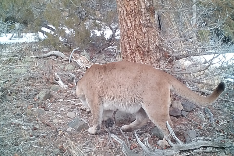 Mountain lions in Teton Valley