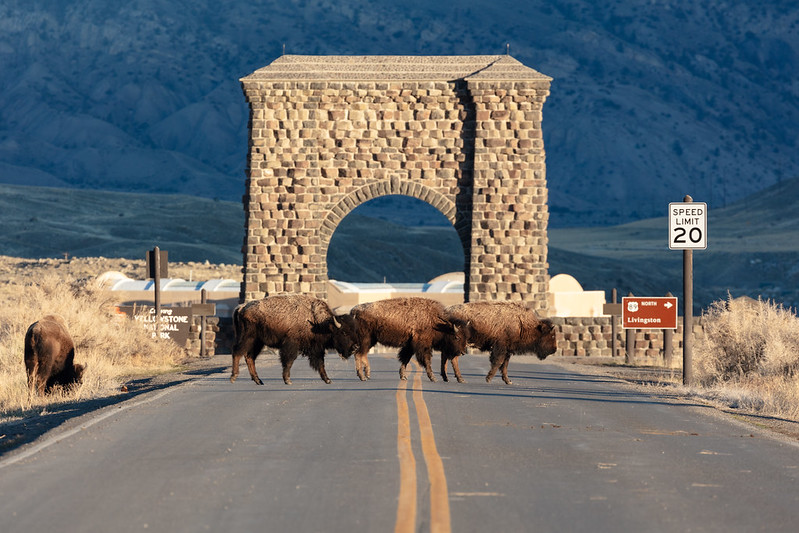 Yellowstone Bison