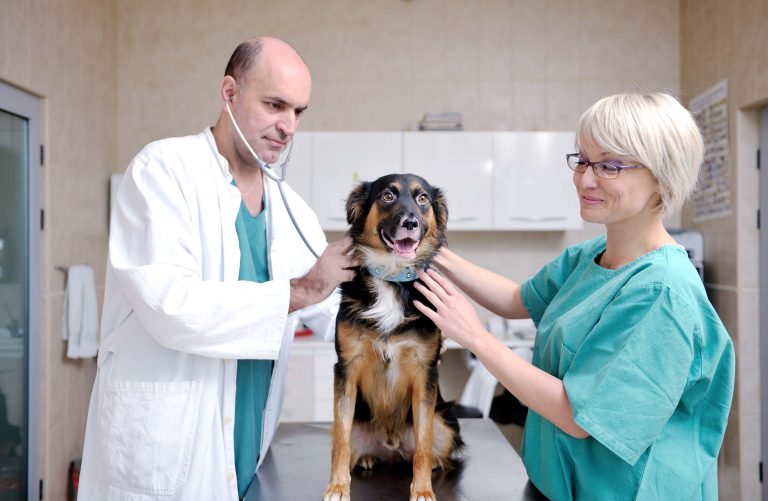 Veterinarians Could Be Pressed Into Human