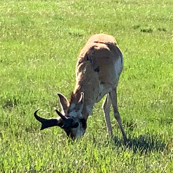 Pronghorn