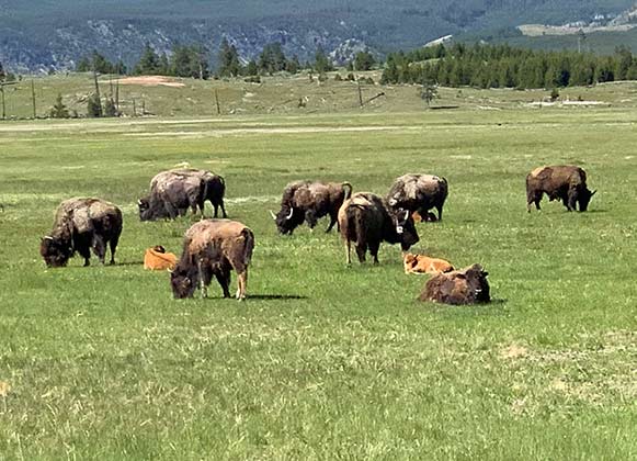 Bison calf