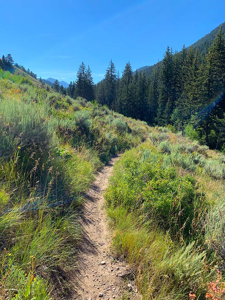 Bridger-Teton National Forest