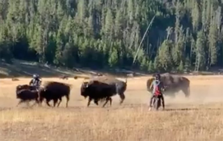 Morons Run Loose in Yellowstone