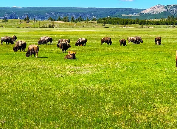 Yellowstone Bison