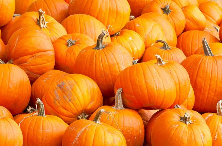 Halloween Safety is No Trick