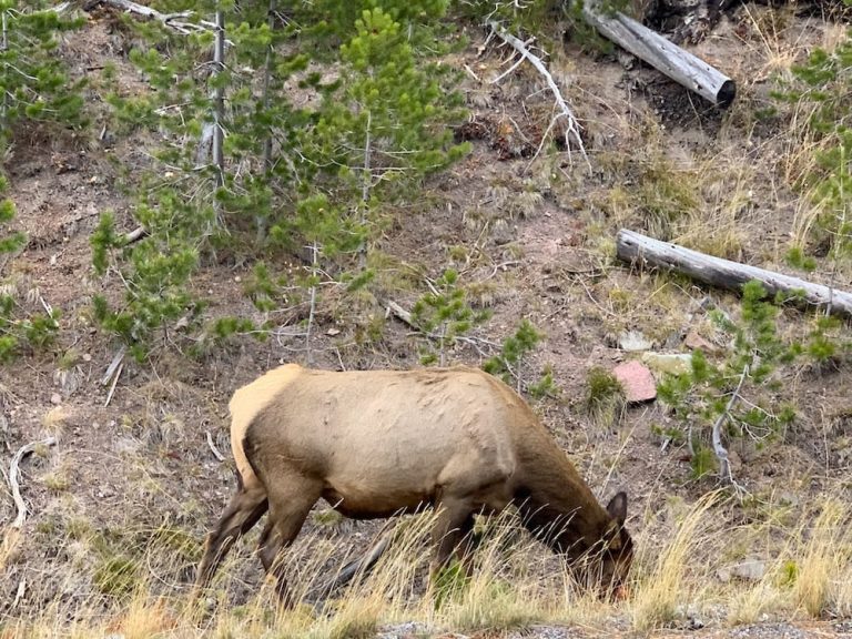 Wyoming wildlife