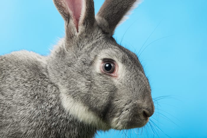 Virus Infecting Rabbits