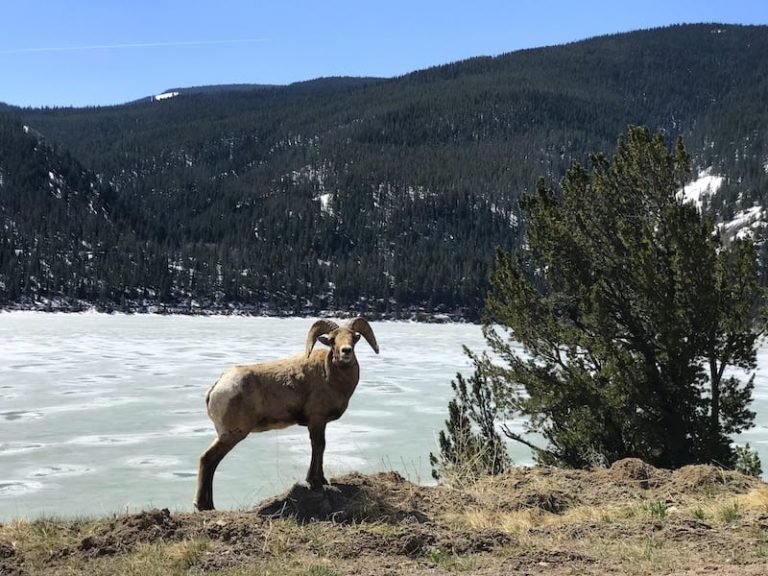 bighorn sheep