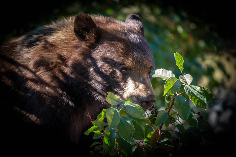 Black Bear