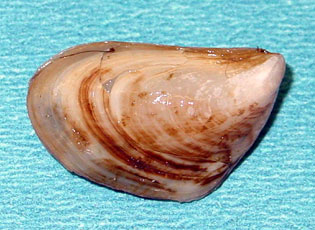 Quagga Mussel Photo Amy Benson USGS