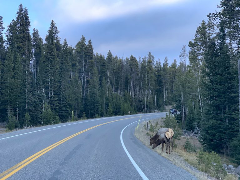 Elk vs Tesla