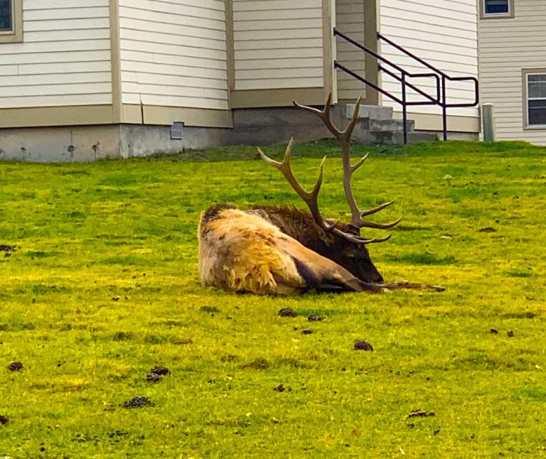romantic elk Yellowstone