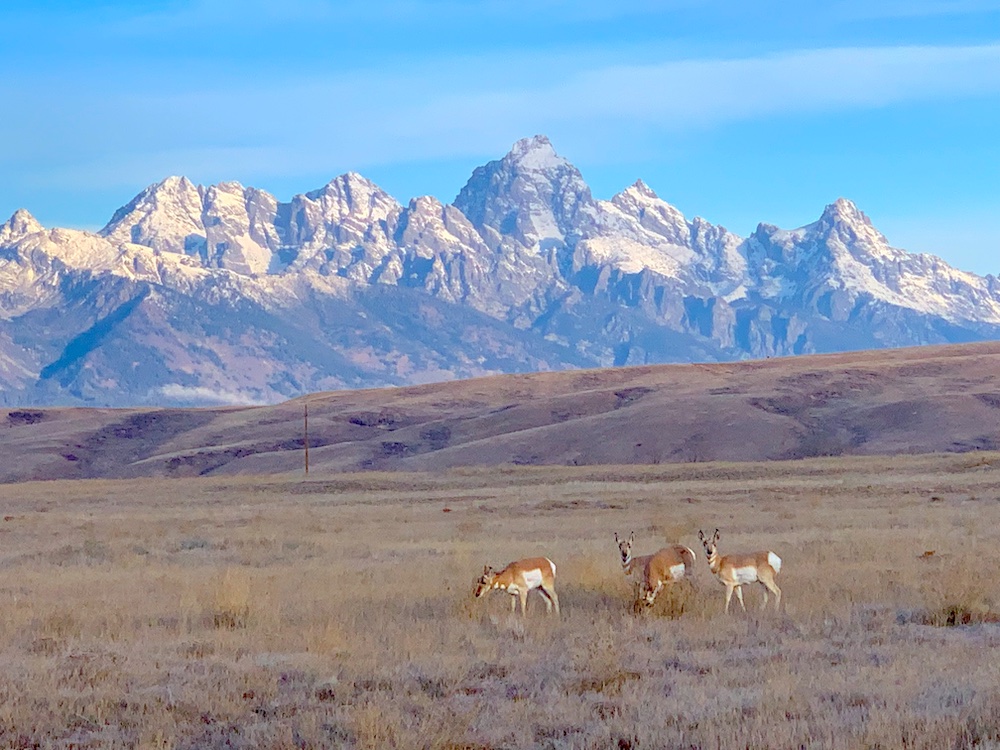 Pronghorn