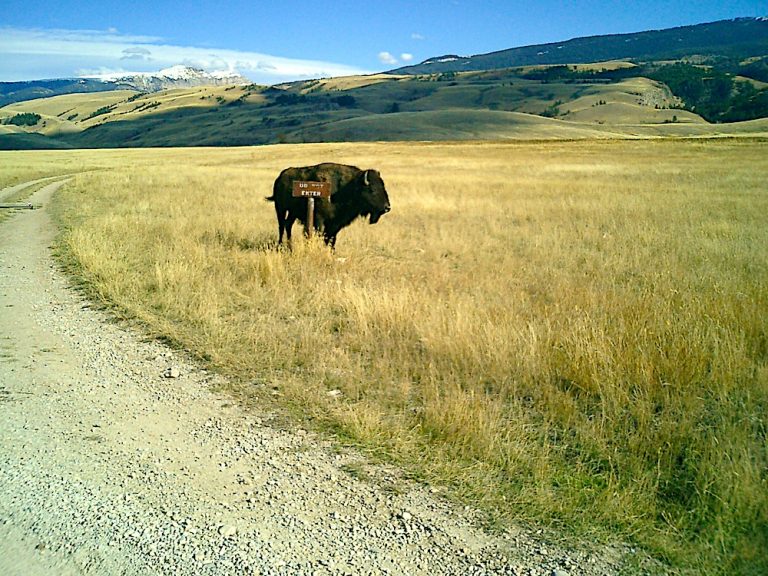 Third bison attack injures