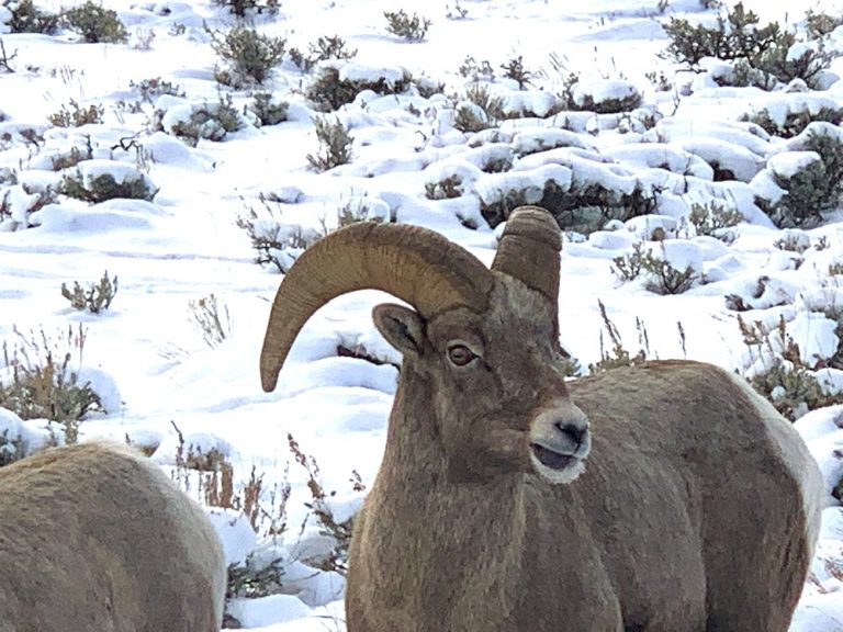 leave bighorn sheep