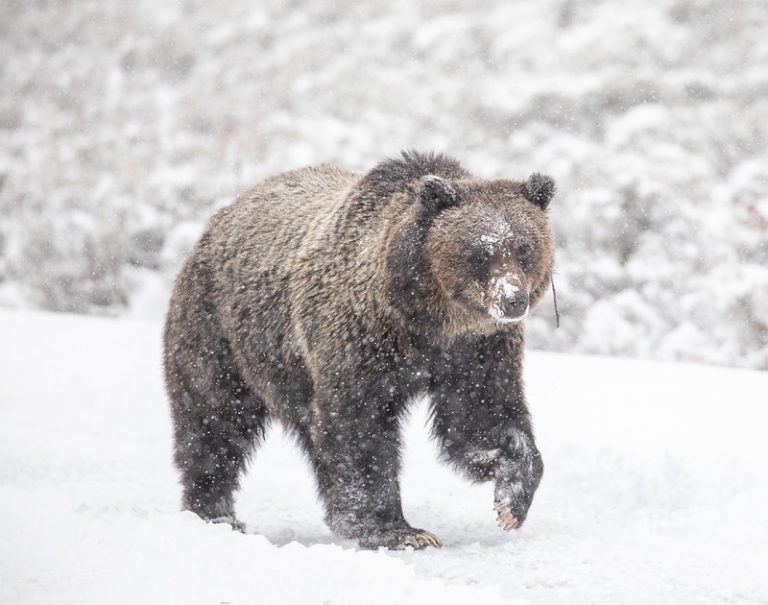 Yellowstone grizzlies