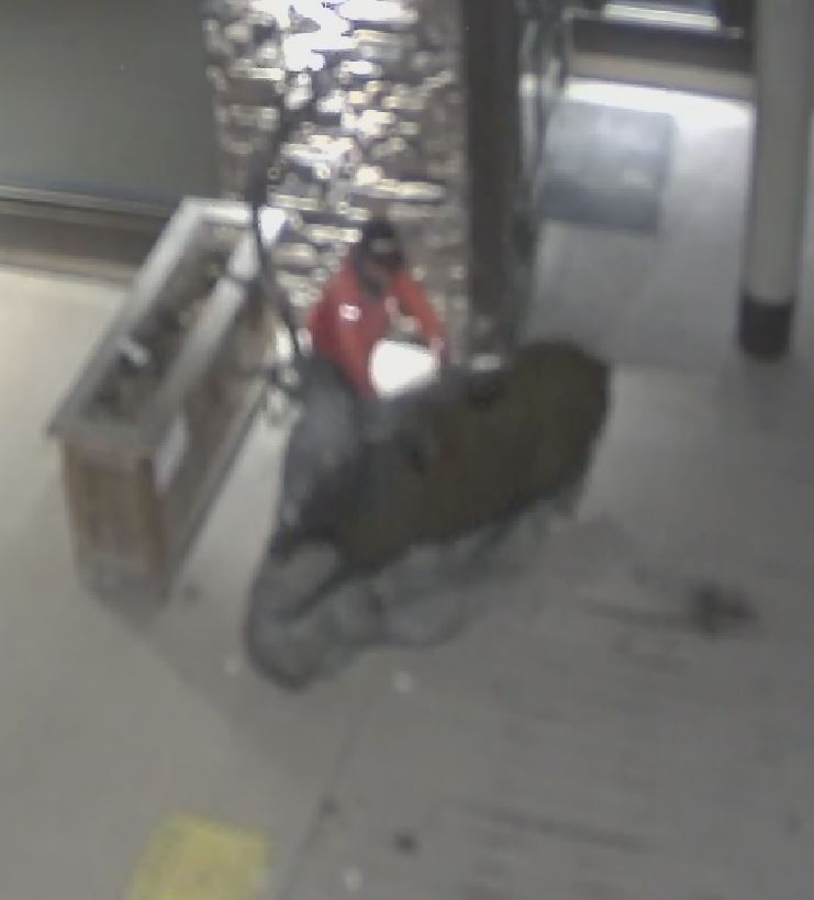 Man attacks elk in Jackson Hole