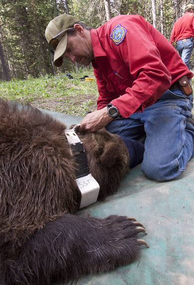 Grizzly trapping underway