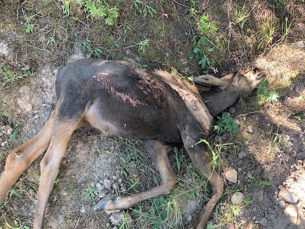 Idaho Officers seeking information about dead moose calf near Kelly Canyon