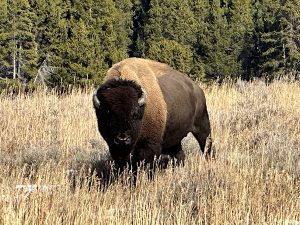 Yellowstone National Park Wildlife Safety