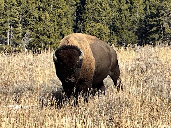 Bison Yellowstone