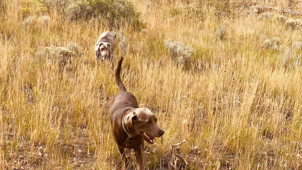 Dogs play on Jackson's National Elk Refuge.