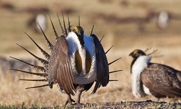 Wyoming Sage Grouse