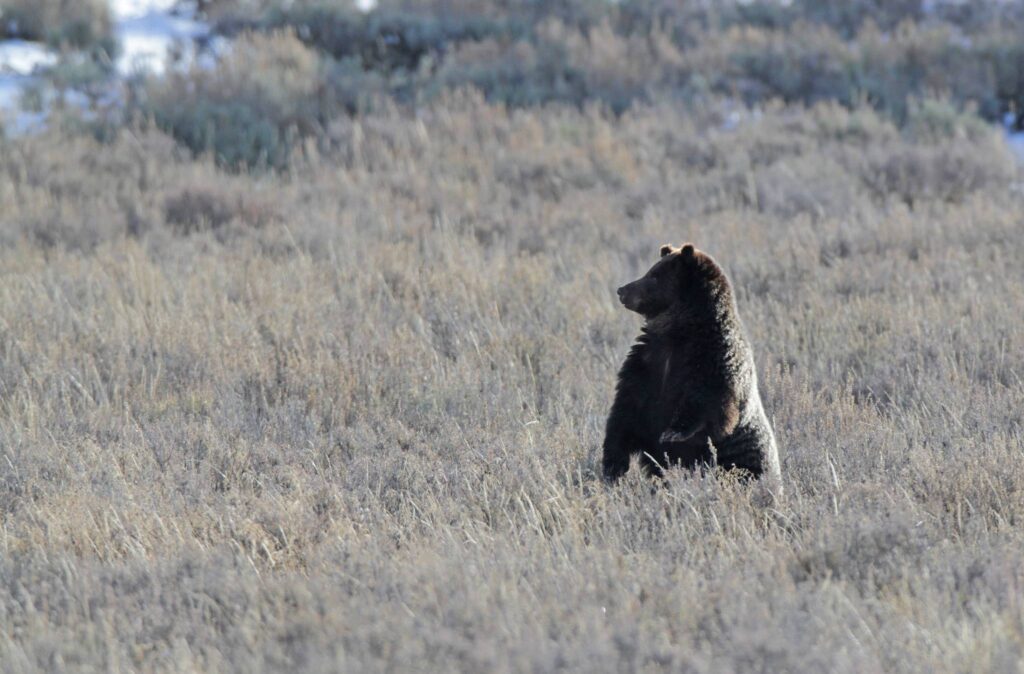 Grizzly NPS