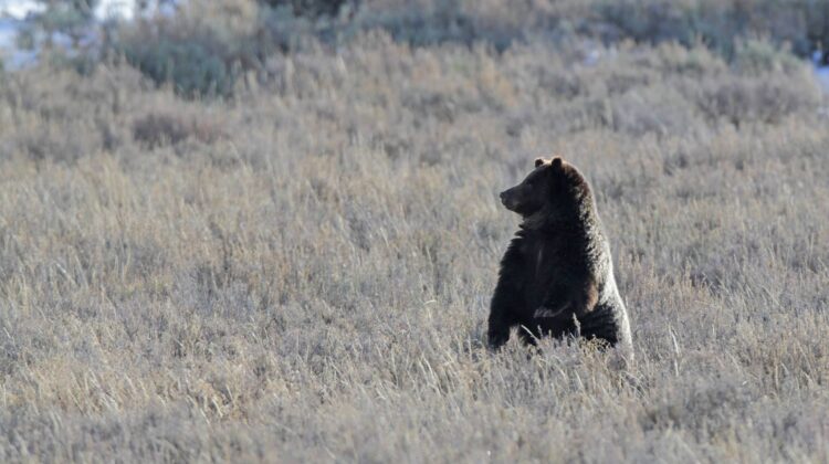 Grizzly NPS