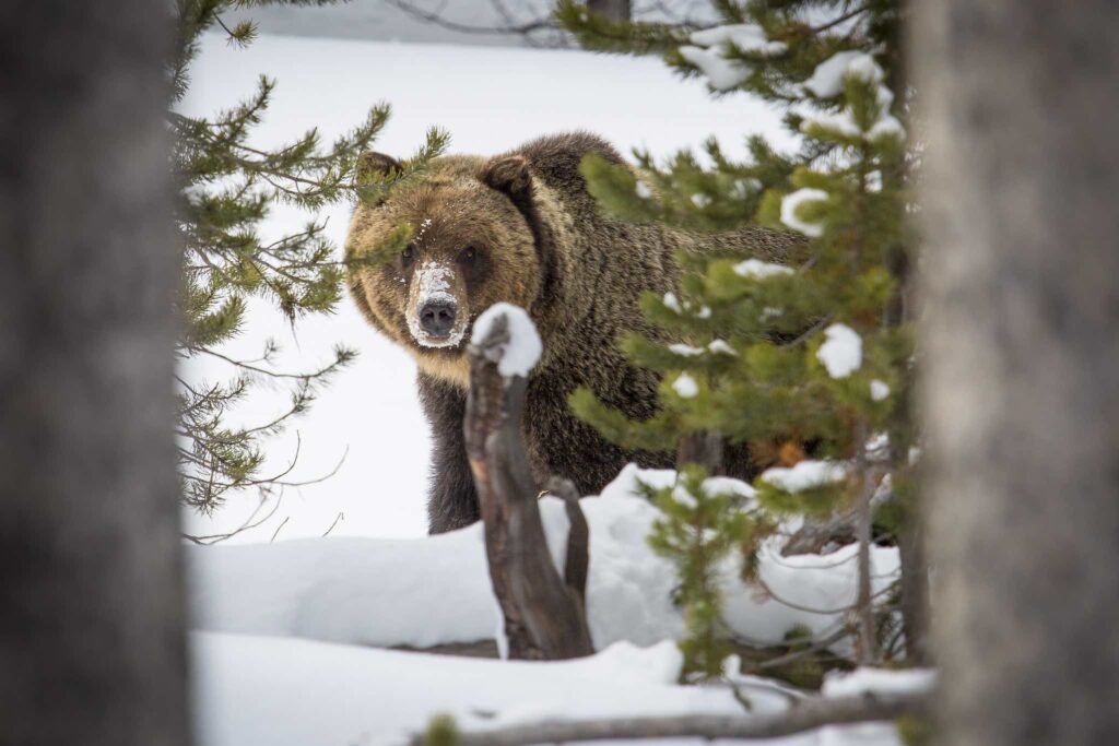 Grizzly Bear