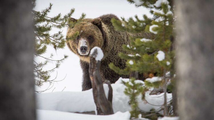 Grizzly Bear