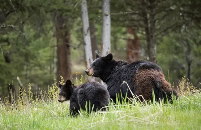 Black Bears