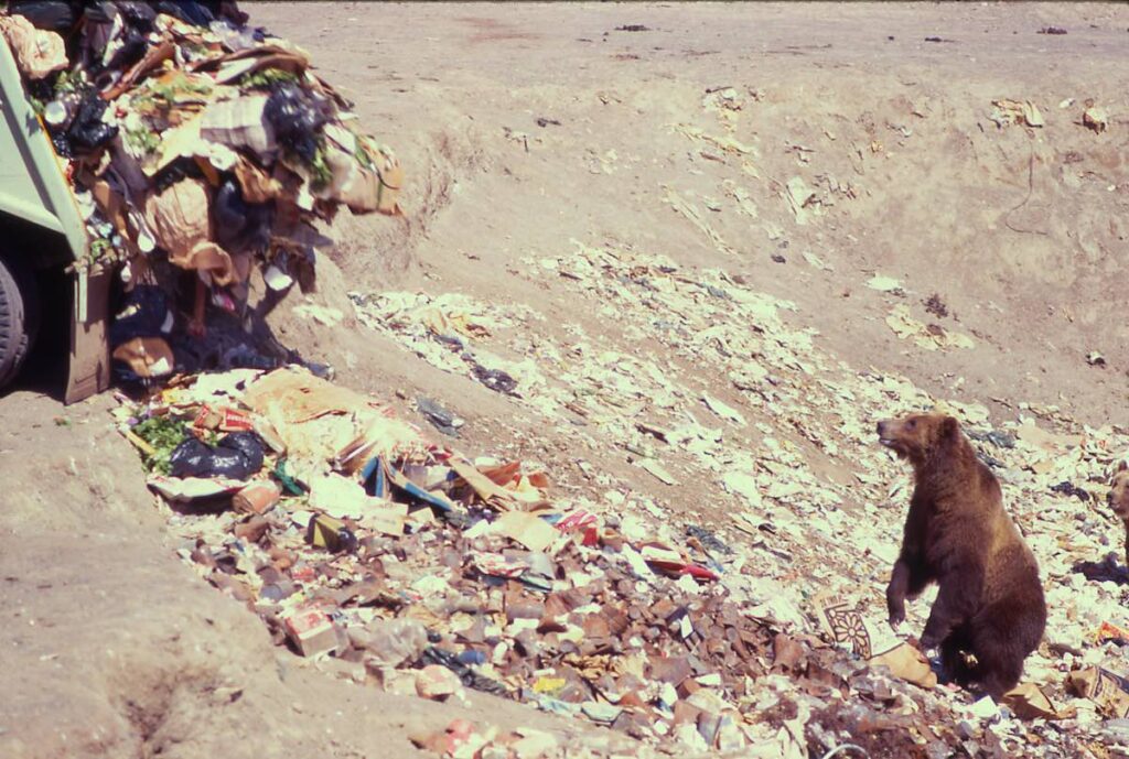 Grizzly Bear at Yellowstone Park Dump in 1970's