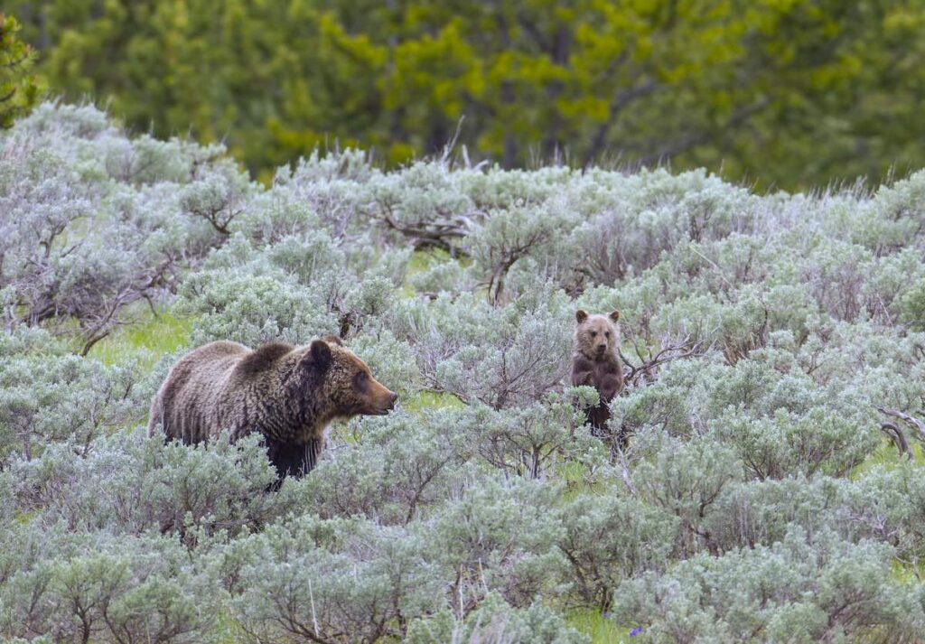 Grizzly Sow and Cub